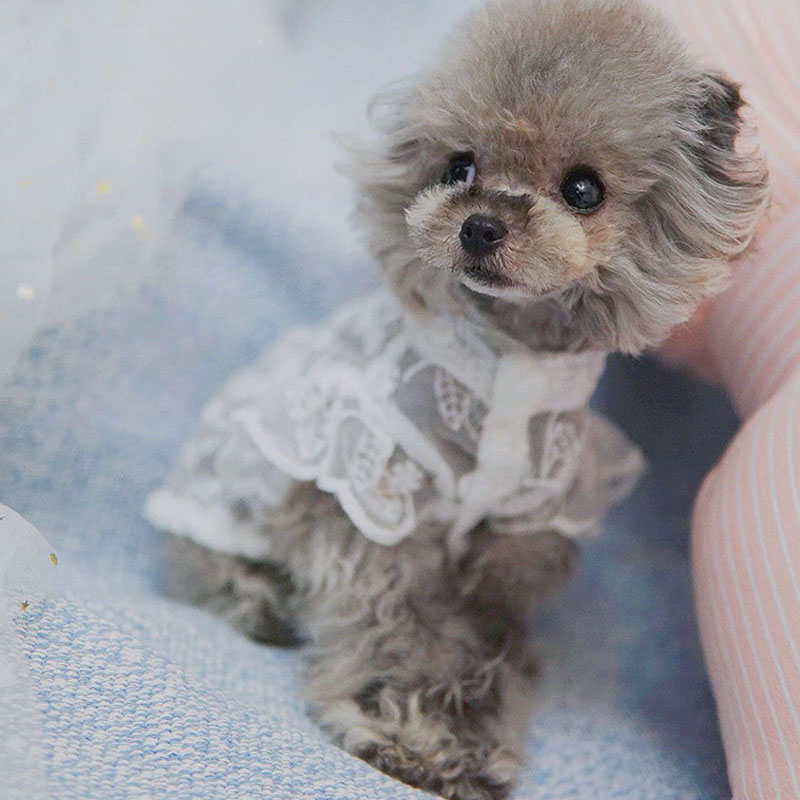 White Lace Princess Dog Weedin - Xl Summer Clothing avis et prix