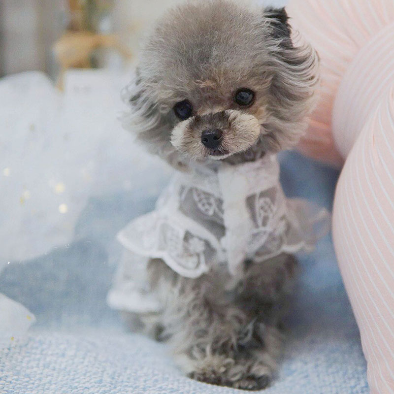 White Lace Princess Dog Weedin - Xl Summer Clothing avis et prix